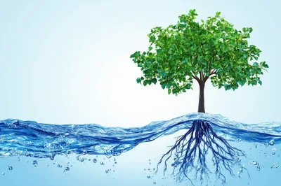 Green Tree Growing From Water Surface With Visible Roots