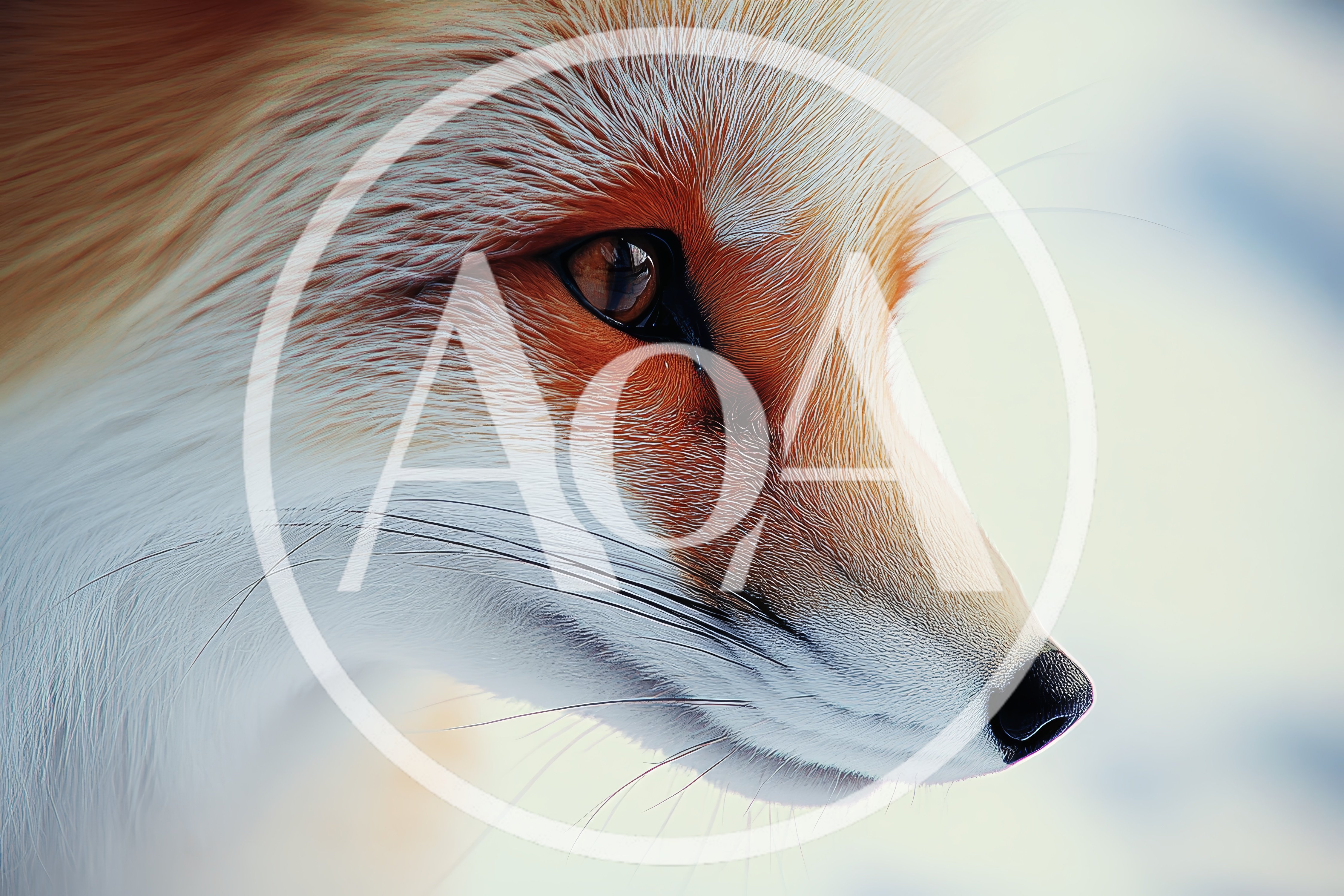 Close Up Portrait Of A Red Fox