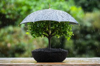 Small Bonsai Tree Protected By A Black Umbrella