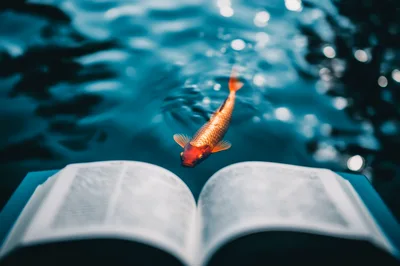 Golden Koi Fish Swimming Above An Open Book