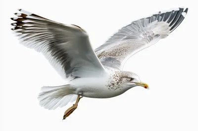 Seagull Flying Against A Plain White Background