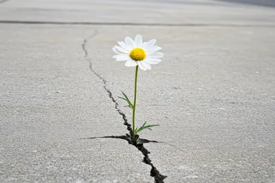 Single Daisy Flower Growing Through Concrete Crack