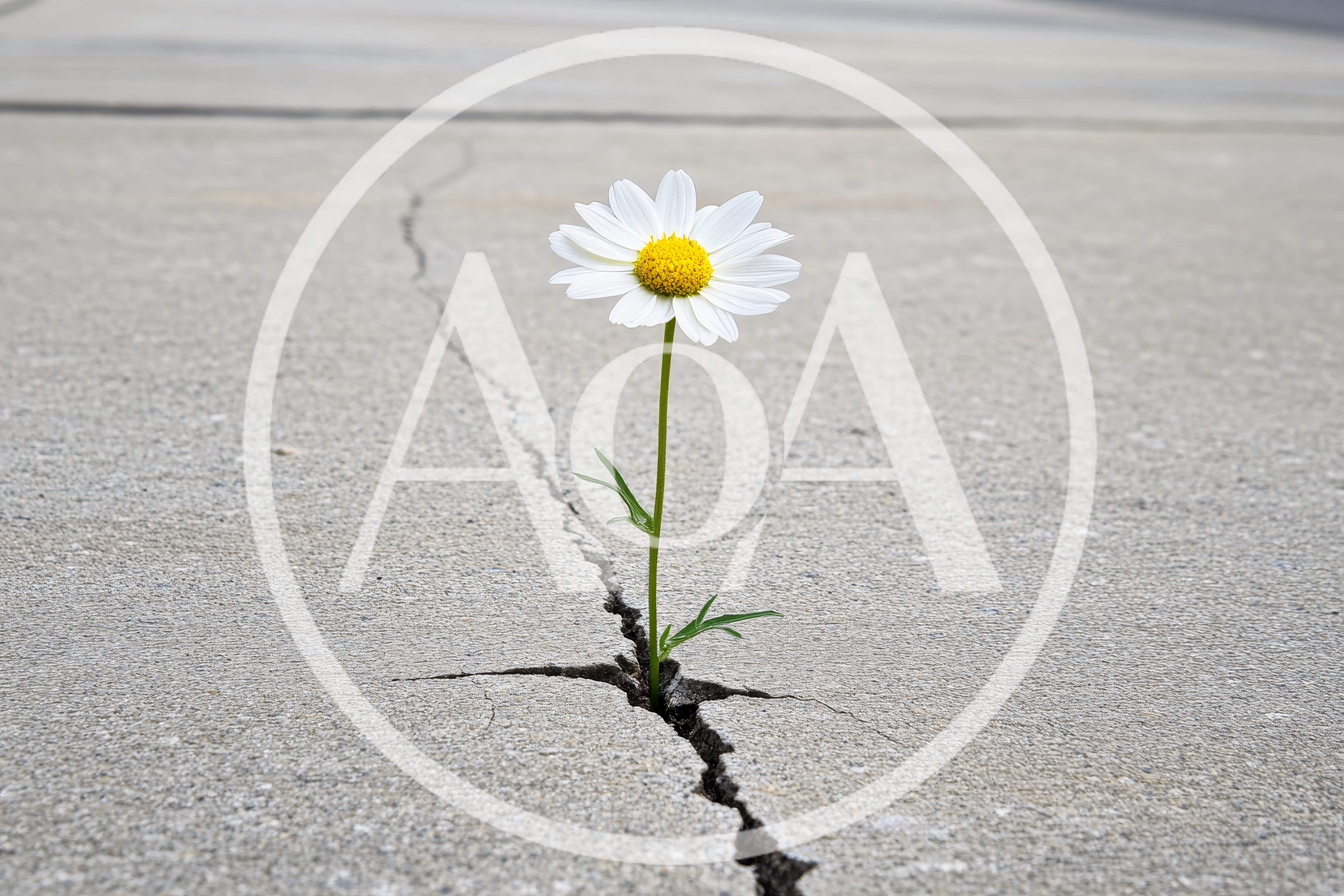 Single Daisy Flower Growing Through Concrete Crack
