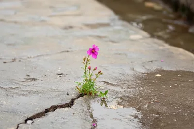 Pink Flower Growing Through A Cracked Concrete Surface