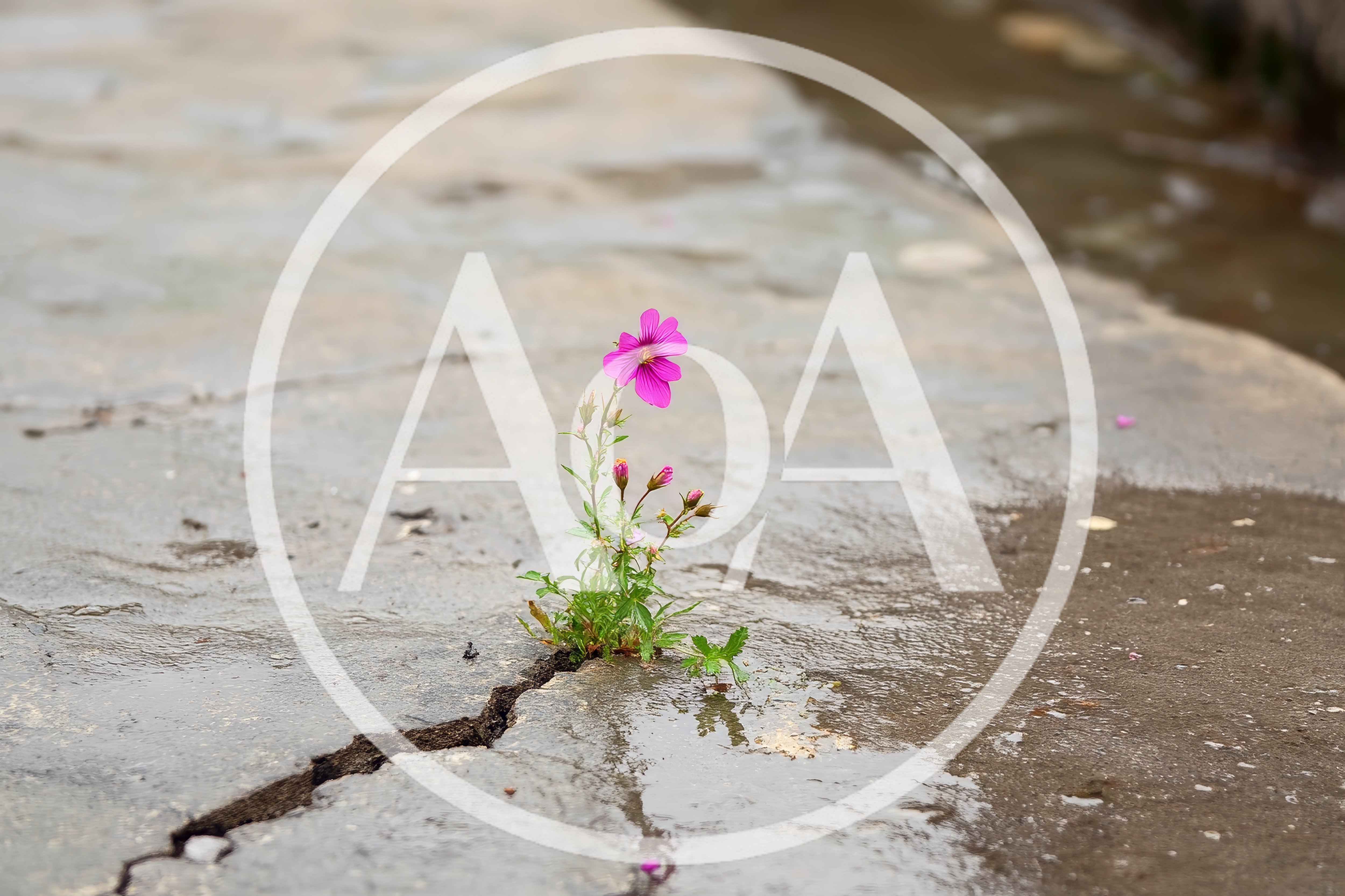 Pink Flower Growing Through A Cracked Concrete Surface