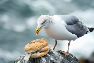 Seagull Standing On A Rock With A Fish Sandwich