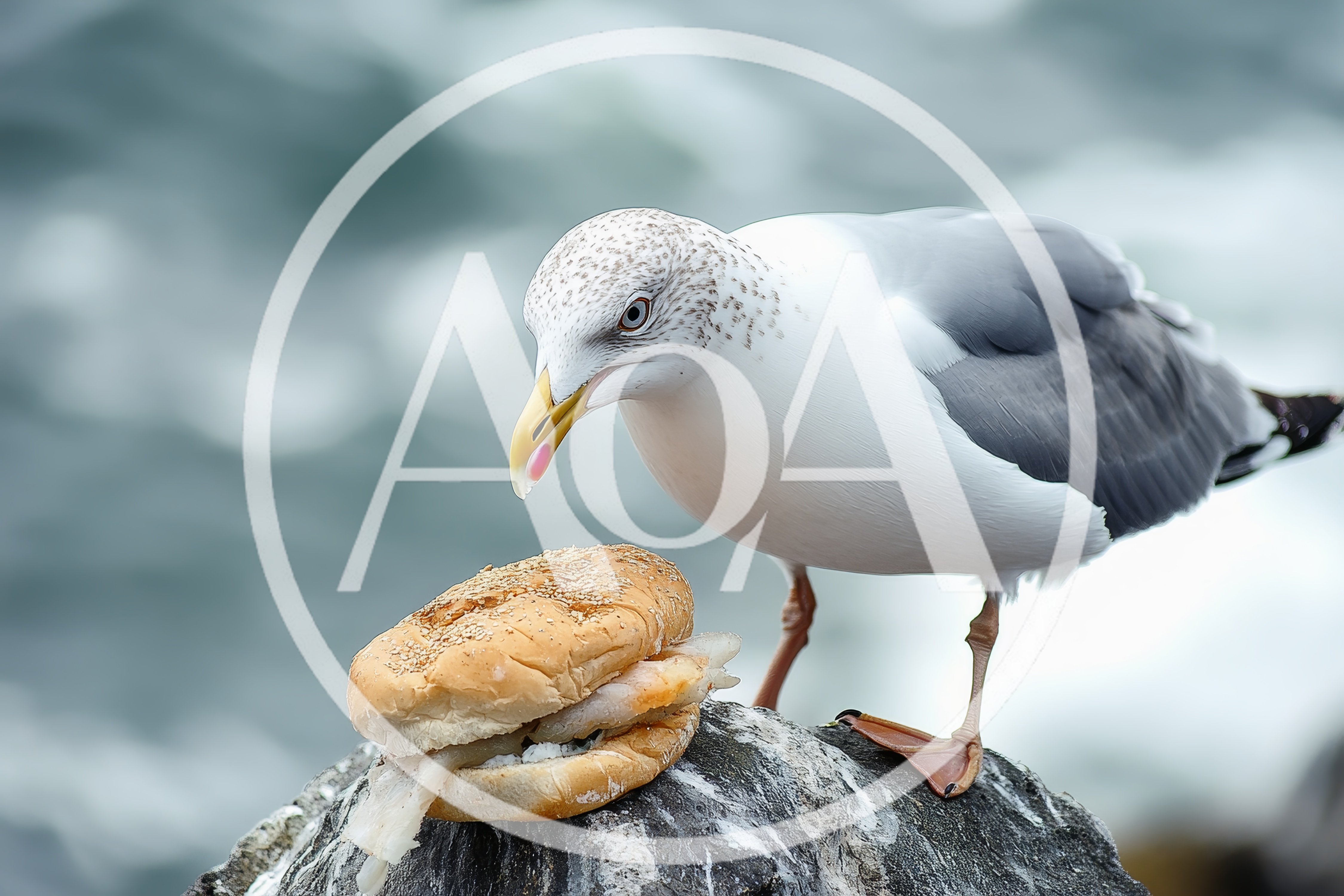 Seagull Standing On A Rock With A Fish Sandwich