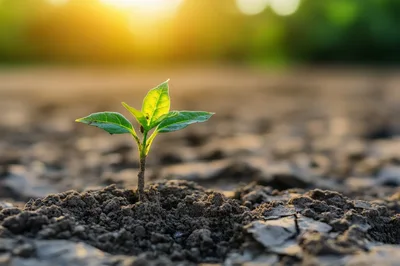 Small Green Sprout Growing In Dry Cracked Soil