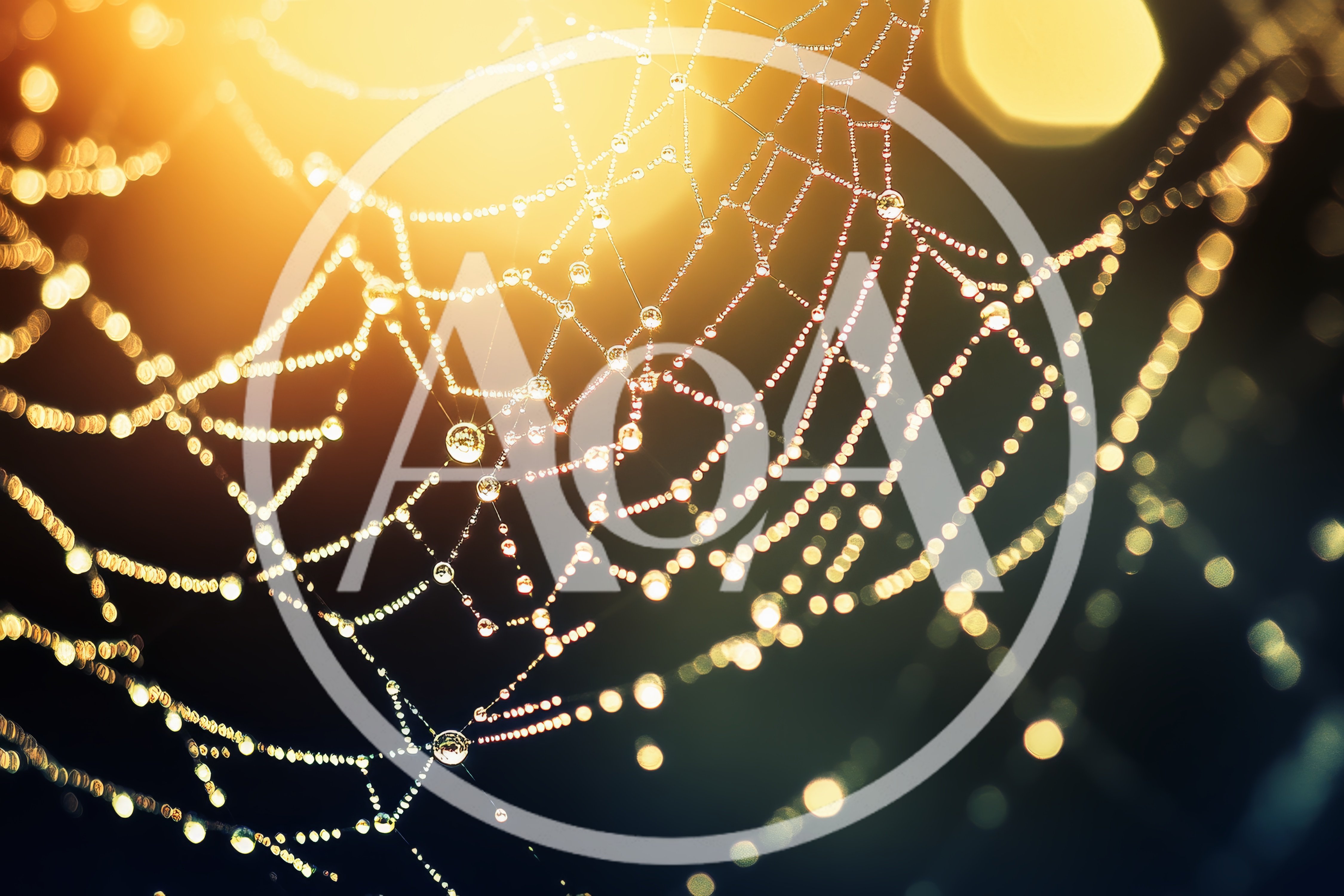 Dew Drops on a Spider Web at Sunrise