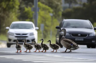 Mother Duck Leading Ducklings Across A Busy Road