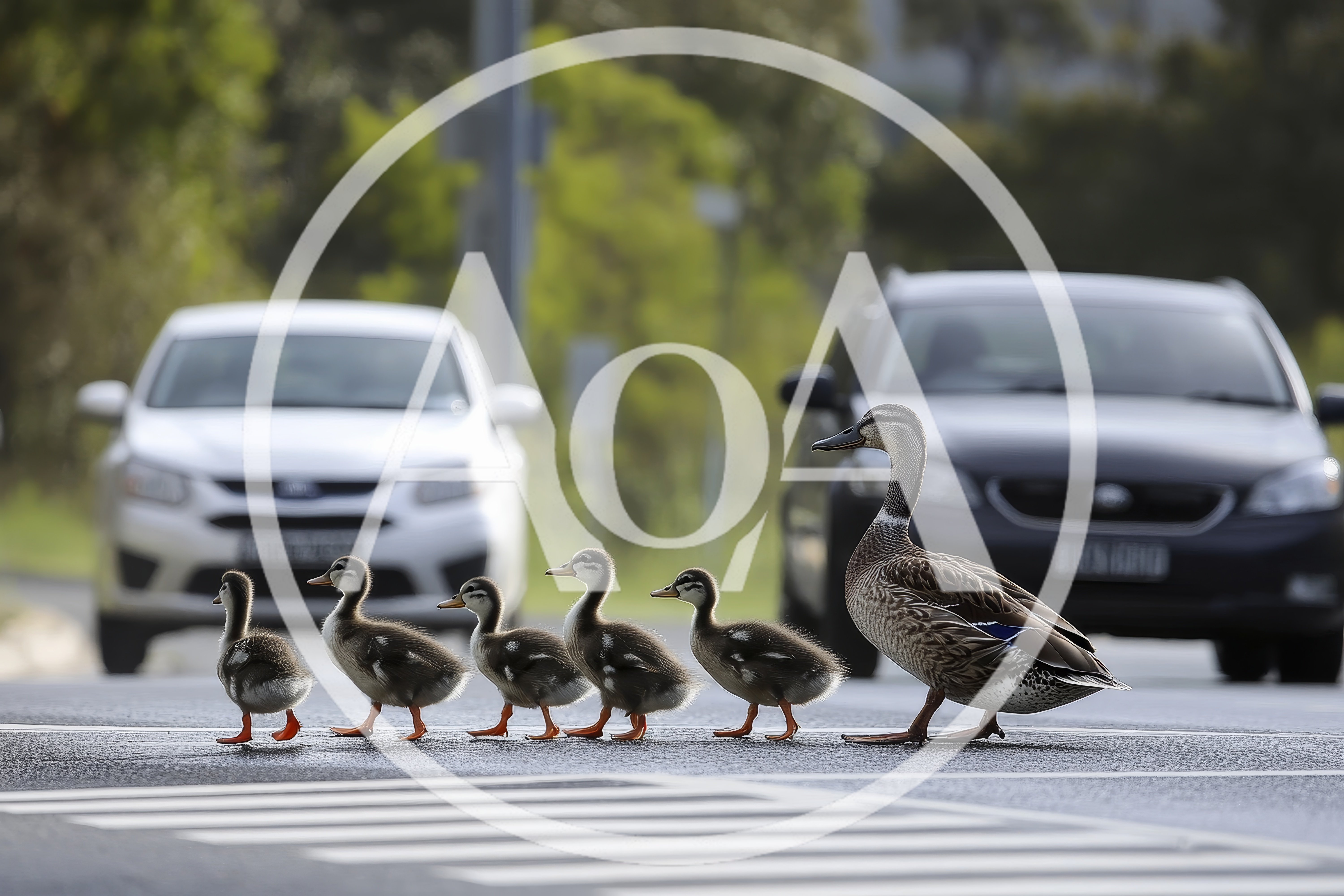 Mother Duck Leading Ducklings Across A Busy Road