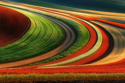 Curved Rows Of Vibrant Colorful Flower Fields