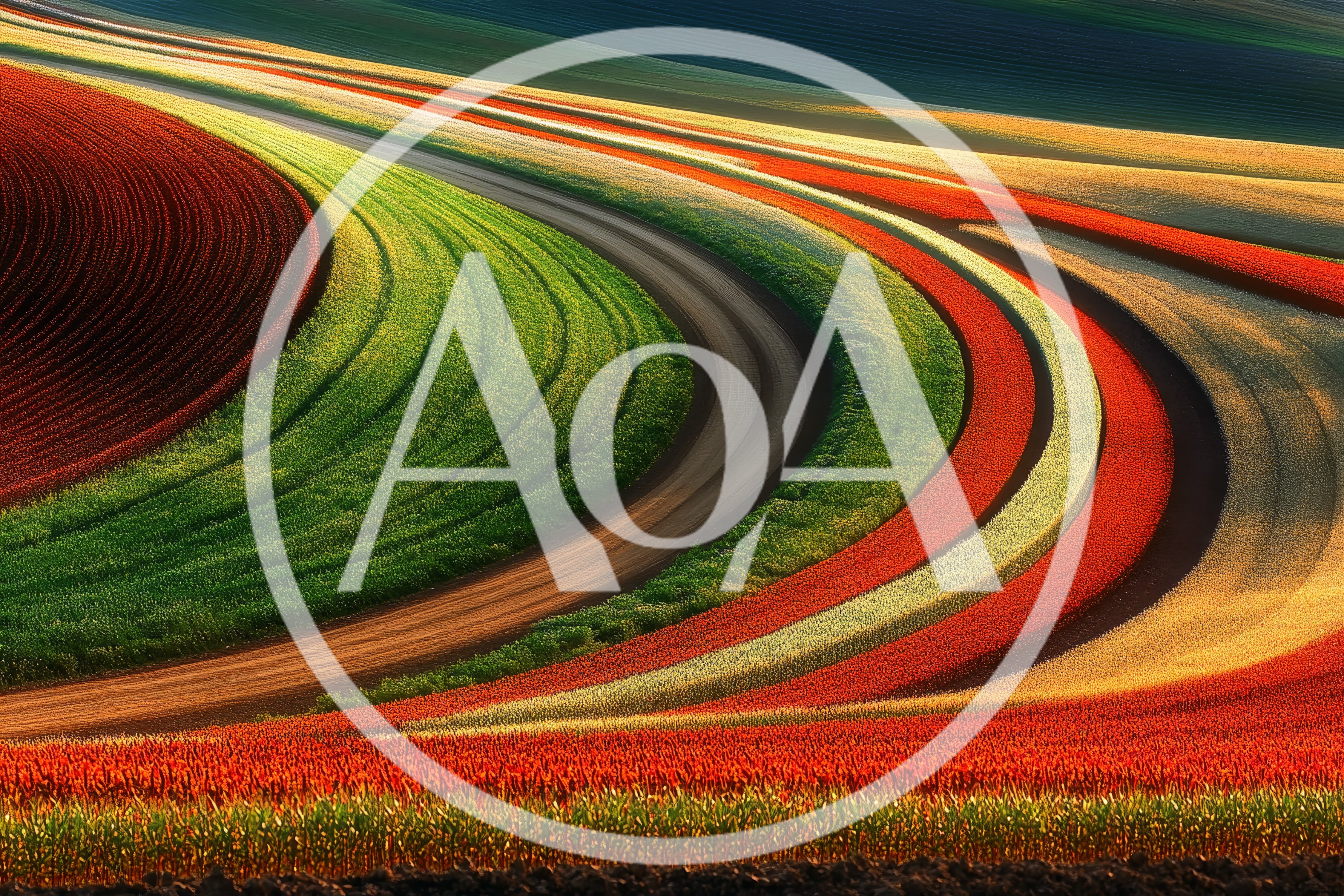 Curved Rows Of Vibrant Colorful Flower Fields