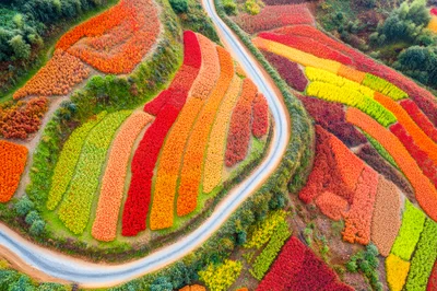 Aerial View Of Colorful Terraced Fields In Autumn