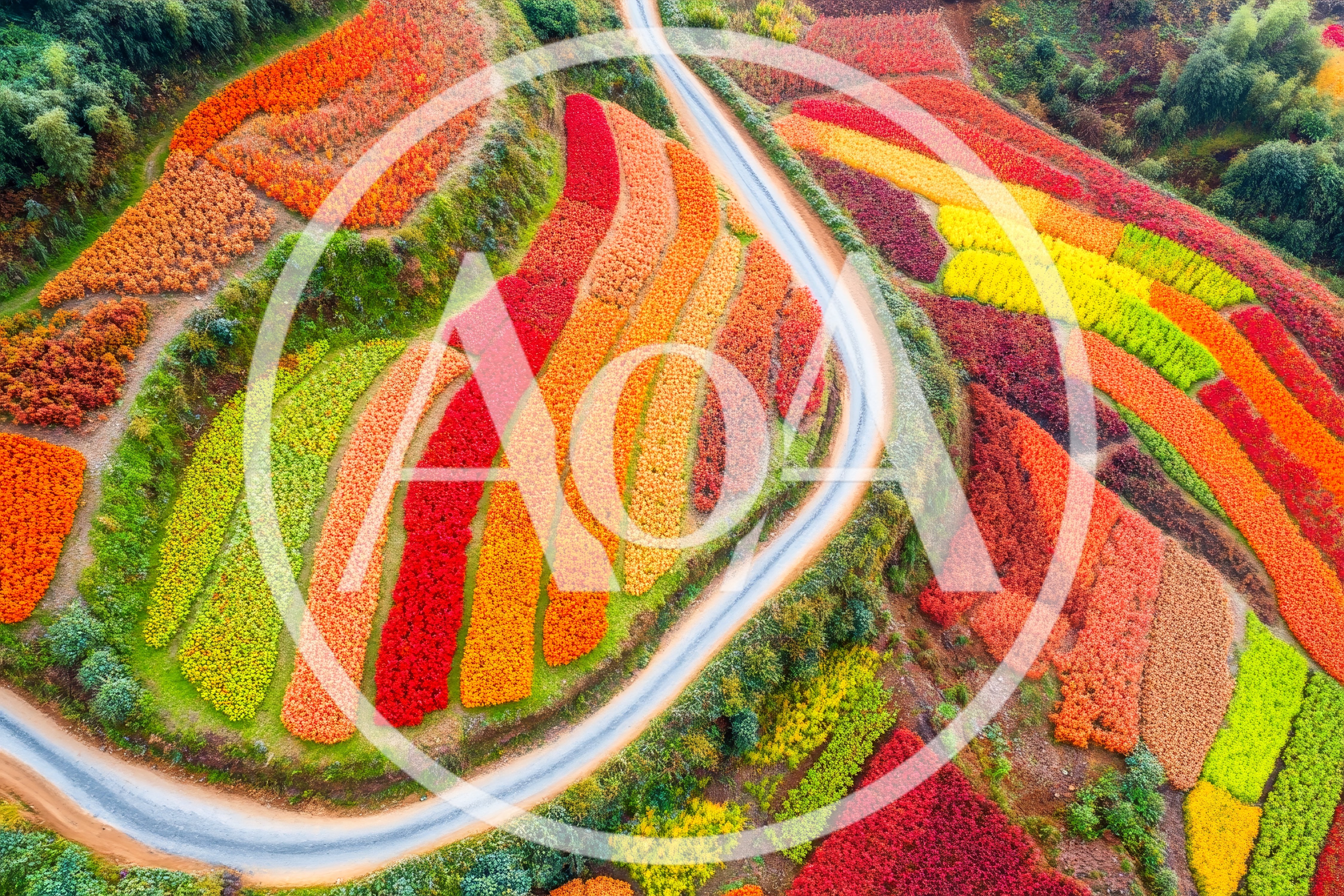 Aerial View Of Colorful Terraced Fields In Autumn