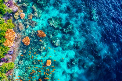 Aerial View of Vibrant Coral Reef and Tropical Fish