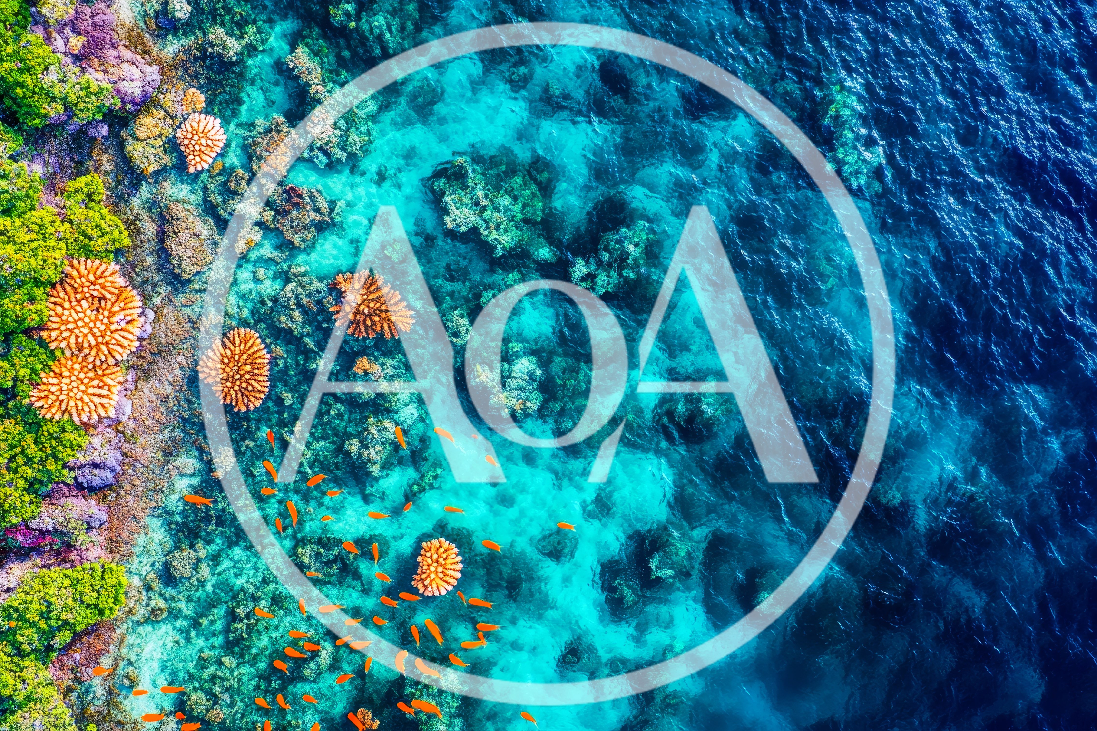 Aerial View of Vibrant Coral Reef and Tropical Fish