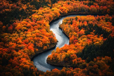 Aerial View Of A Winding River Through Autumn Forest