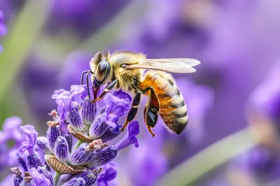 Honey Bee Pollinating A Purple Lavender Flower
