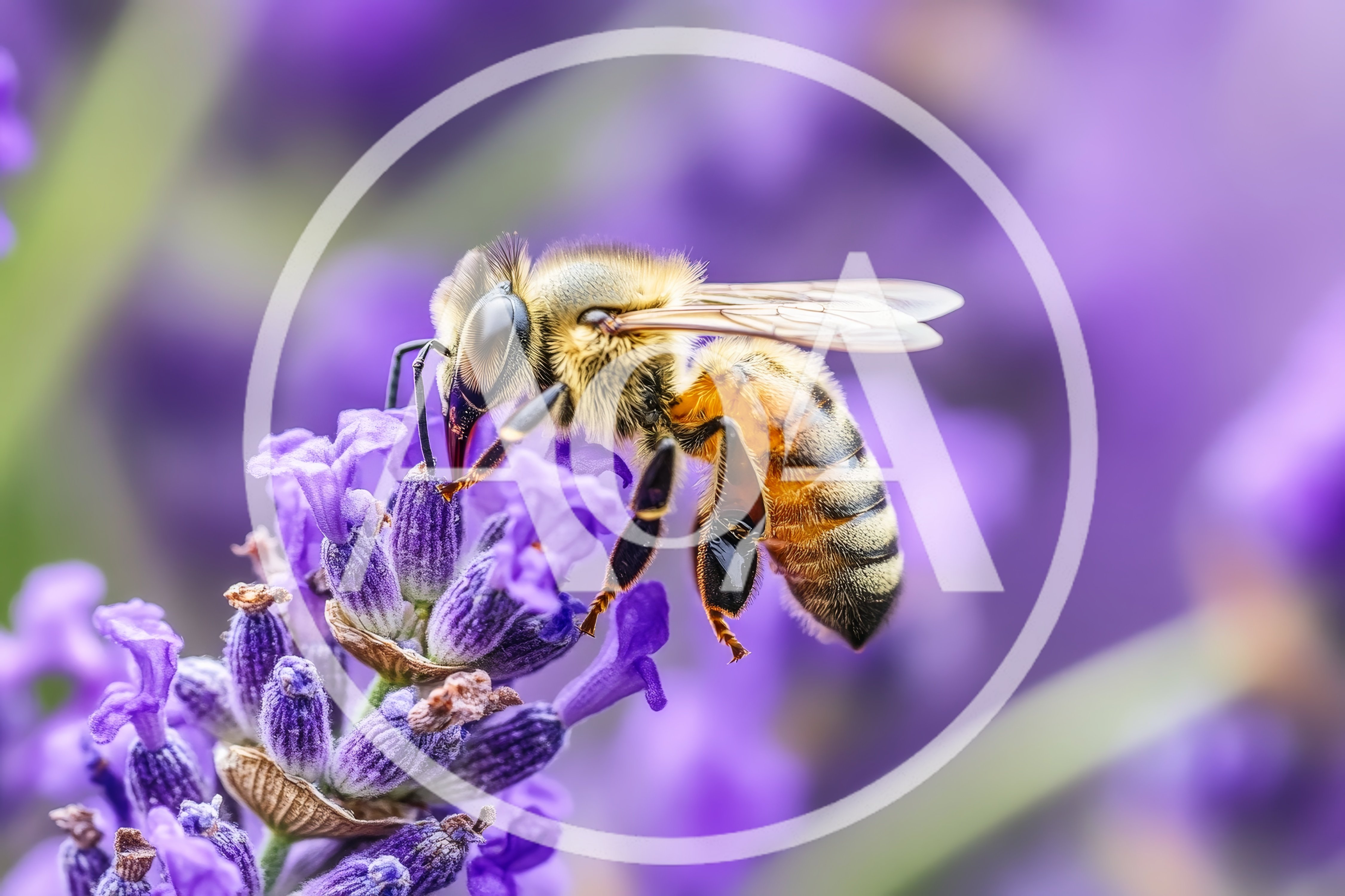 Honey Bee Pollinating A Purple Lavender Flower