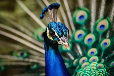 Close Up Portrait Of A Majestic Male Peacock