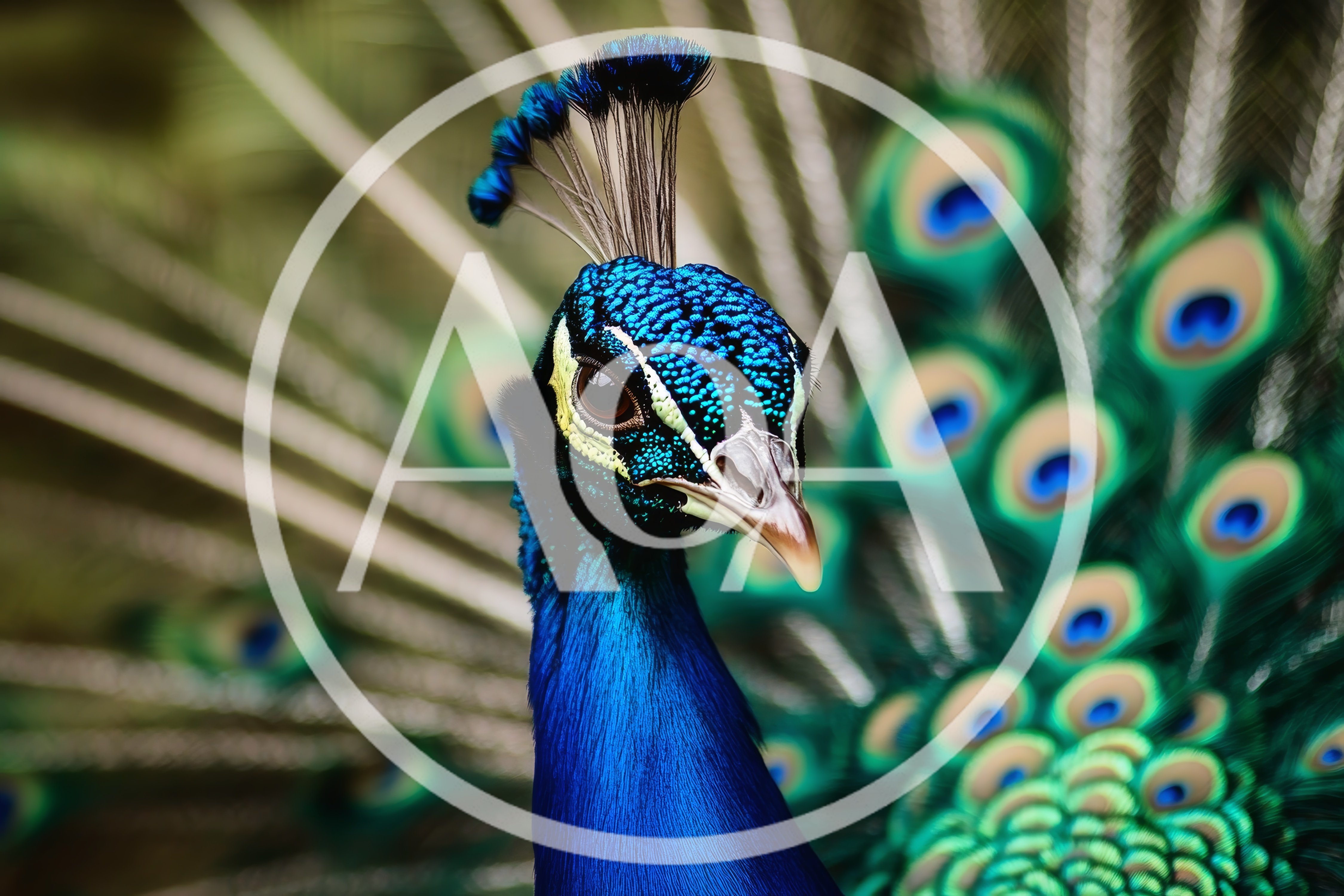 Close Up Portrait Of A Majestic Male Peacock