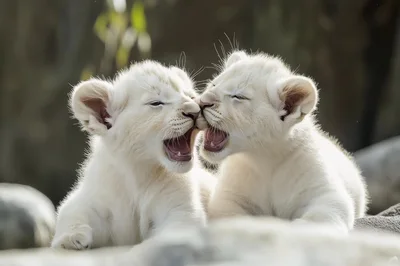 Two Playful White Lion Cubs Nuzzling