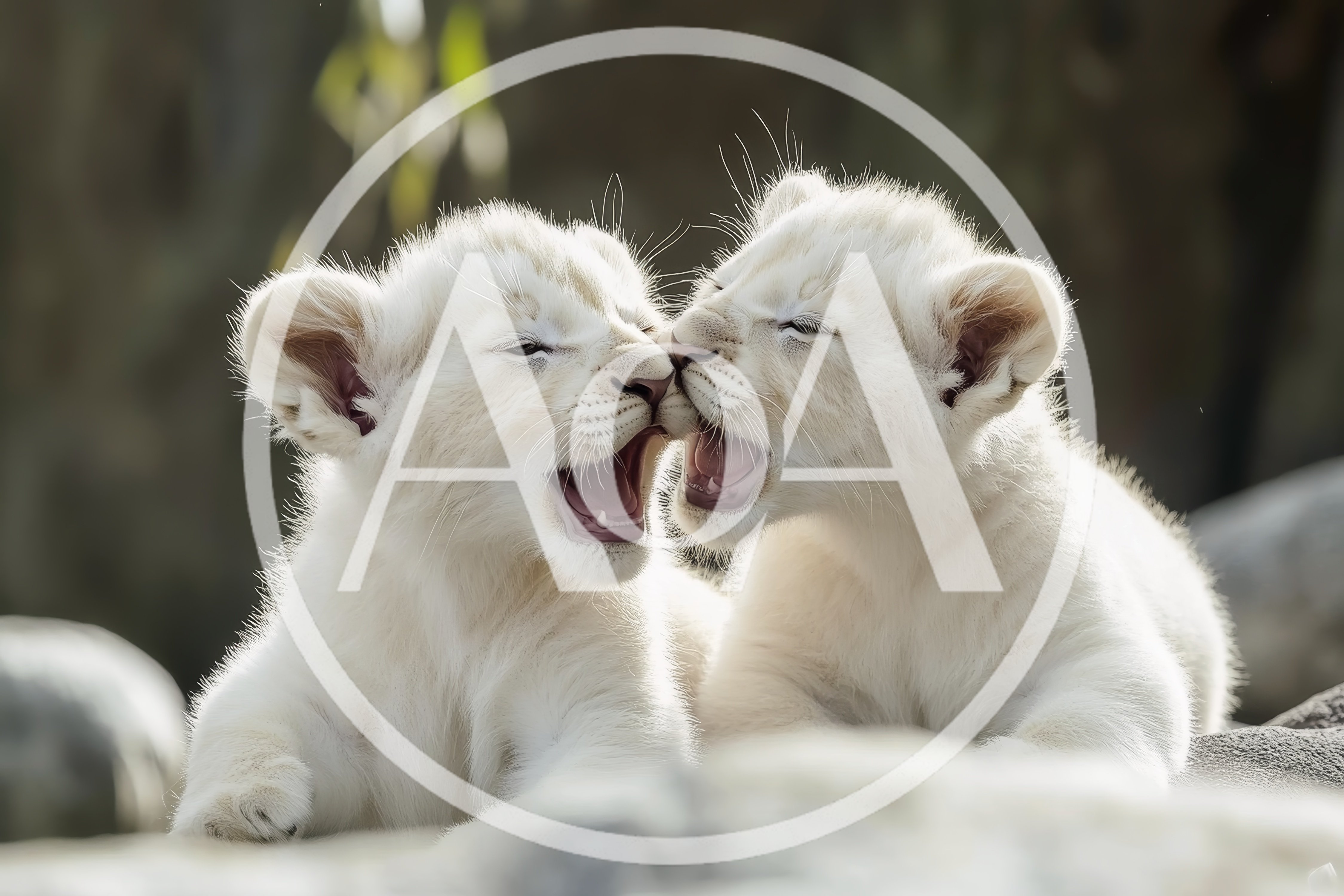 Two Playful White Lion Cubs Nuzzling