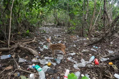 Spotted Fawn Standing Amidst Plastic Waste In Forest