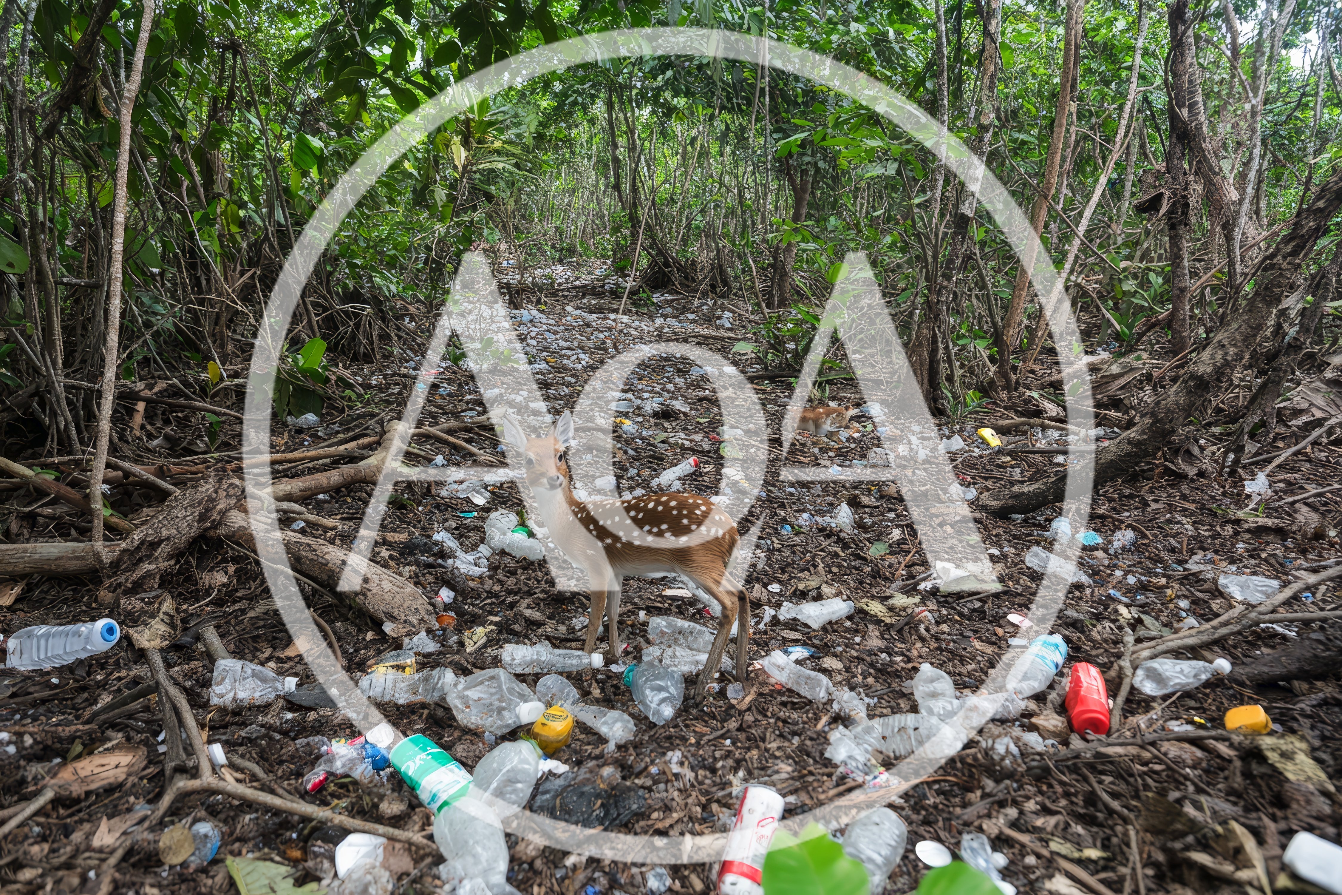 Spotted Fawn Standing Amidst Plastic Waste In Forest