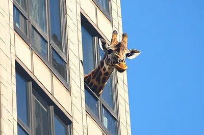 Giraffe Head Peeking Out From High Rise Building Window
