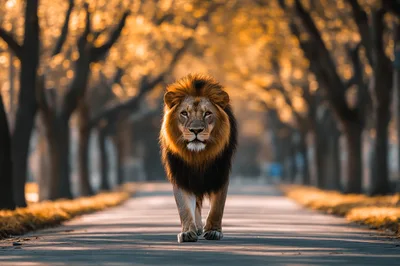 Majestic Male Lion Walking Down A Tree Lined Path