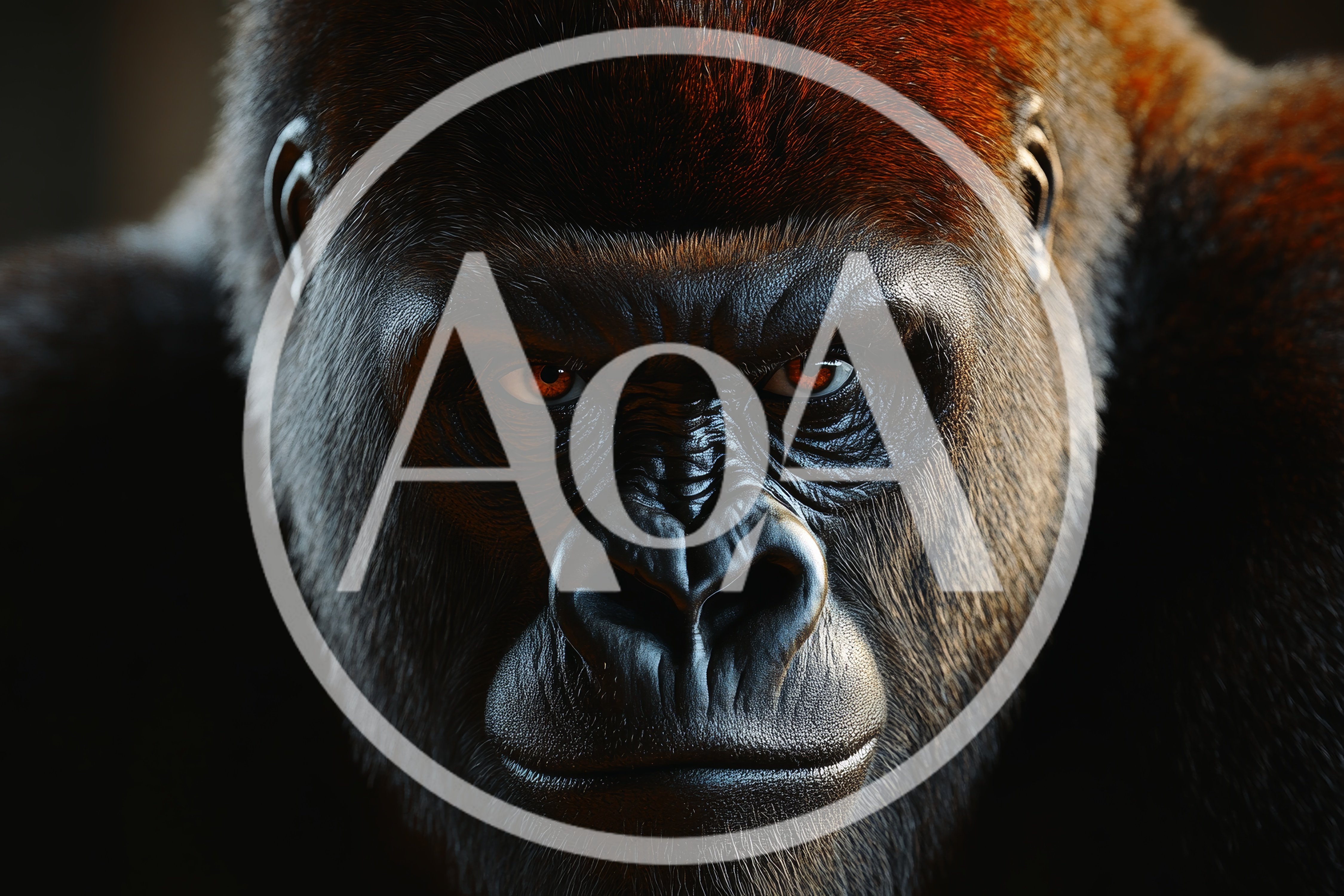 Close Up Portrait Of A Silverback Gorilla
