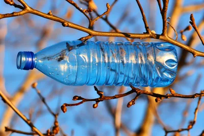 Blue Plastic Bottle Hanging On Tree Branch