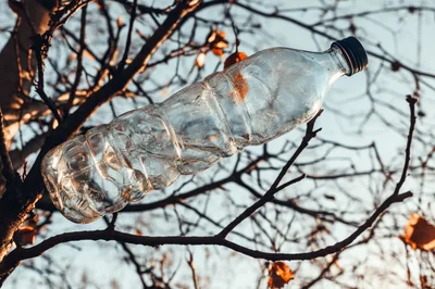 Discarded Plastic Bottle Stuck In Bare Tree Branches