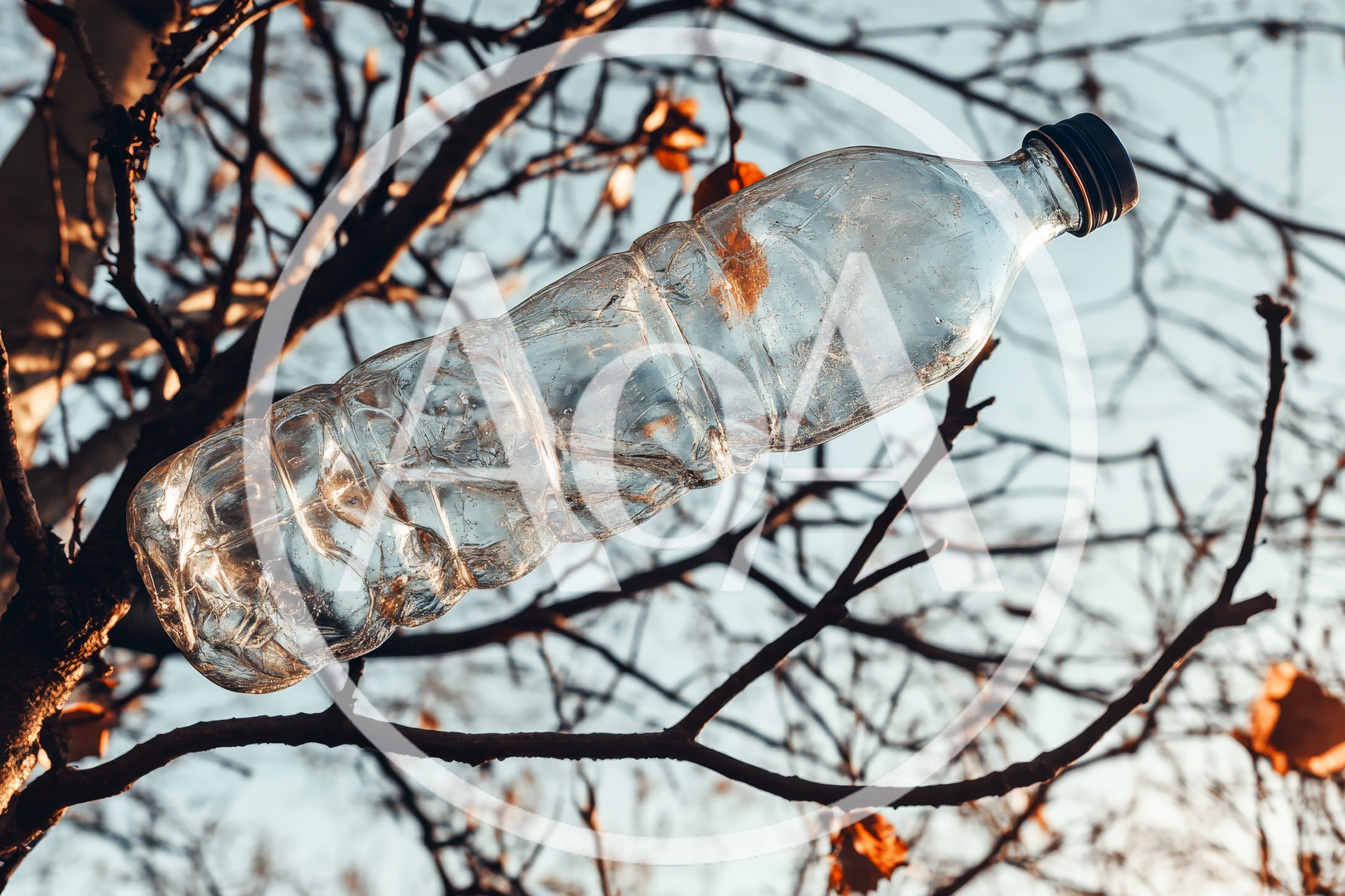 Discarded Plastic Bottle Stuck In Bare Tree Branches