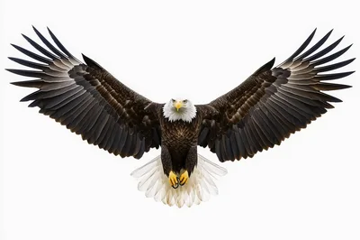 Majestic Bald Eagle Flying With Wings Spread Wide