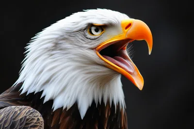 Close Up Portrait Of A Screaming Bald Eagle