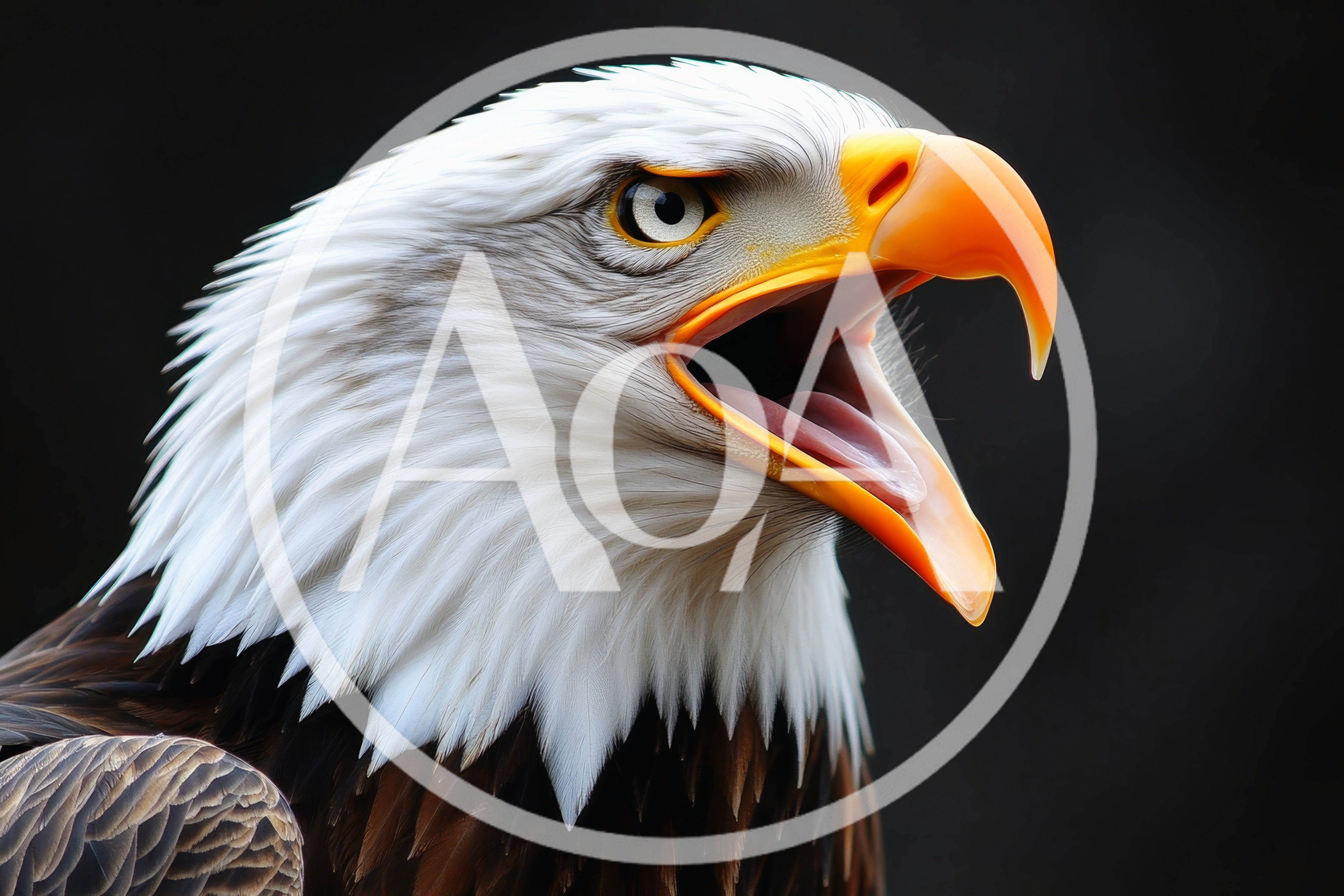 Close Up Portrait Of A Screaming Bald Eagle