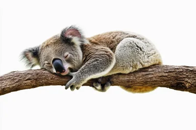Sleeping Koala Resting On A Tree Branch