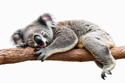 Sleeping Koala Resting On A Tree Branch
