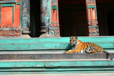 Tiger Resting on Steps of Ancient Temple