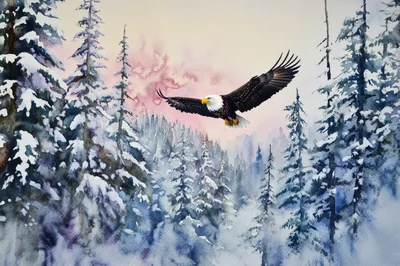 Bald Eagle Flying Over Snowy Winter Forest