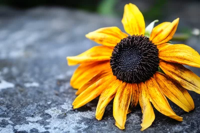 Single Yellow Rudbeckia Flower Resting On Stone