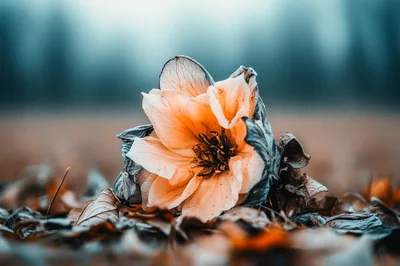 Single Pale Hellebore Flower Resting On Frozen Ground