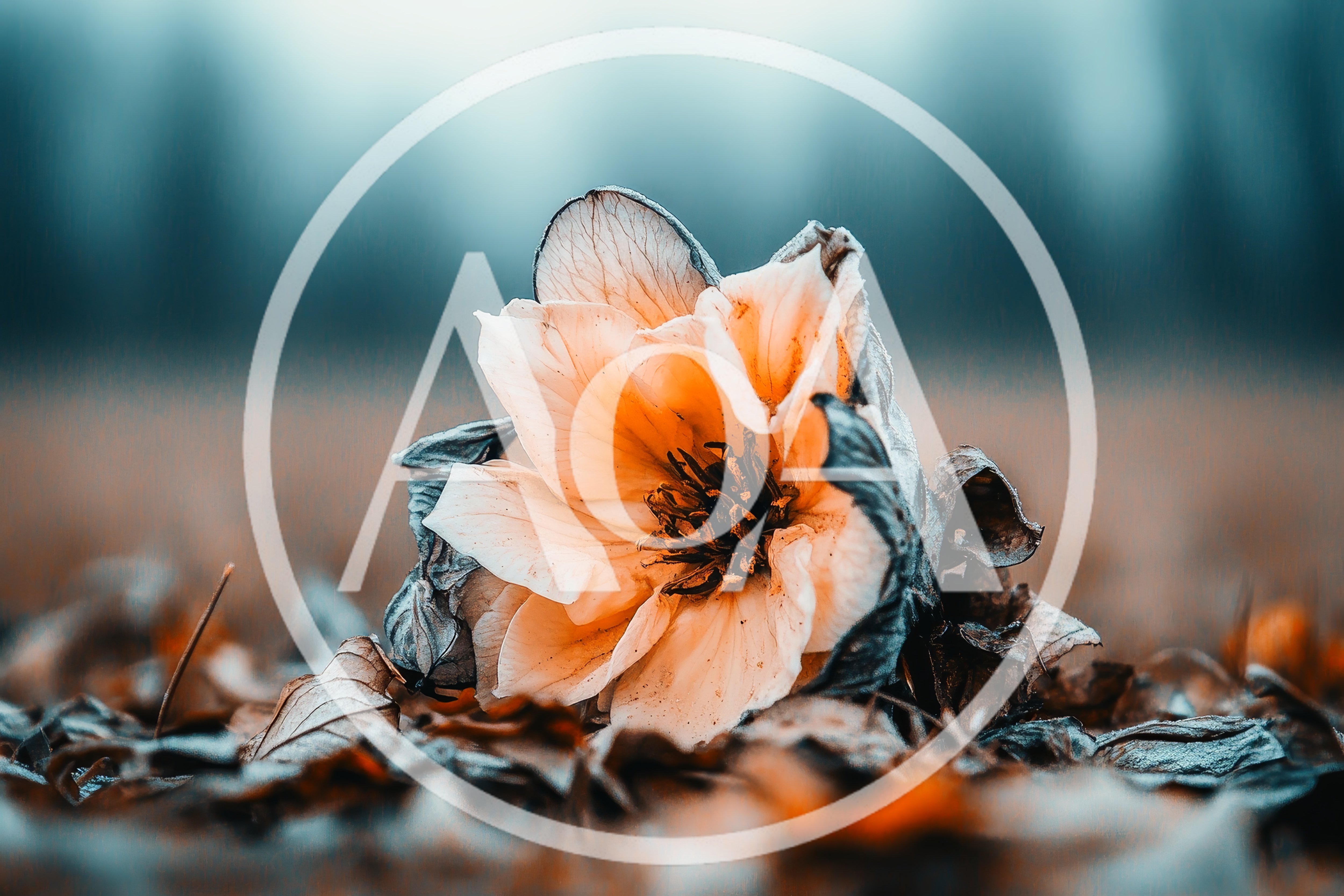 Single Pale Hellebore Flower Resting On Frozen Ground