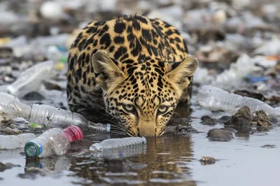 Leopard Drinking Water Amidst Plastic Waste Pollution