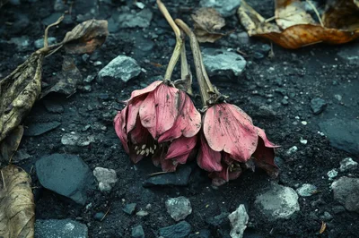 Two Withered Pink Hellebore Flowers on Dark Soil