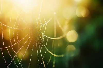 Dew Covered Spider Web In Morning Sunlight
