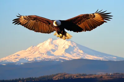 Bald Eagle Flying Over Snow Capped Mountain